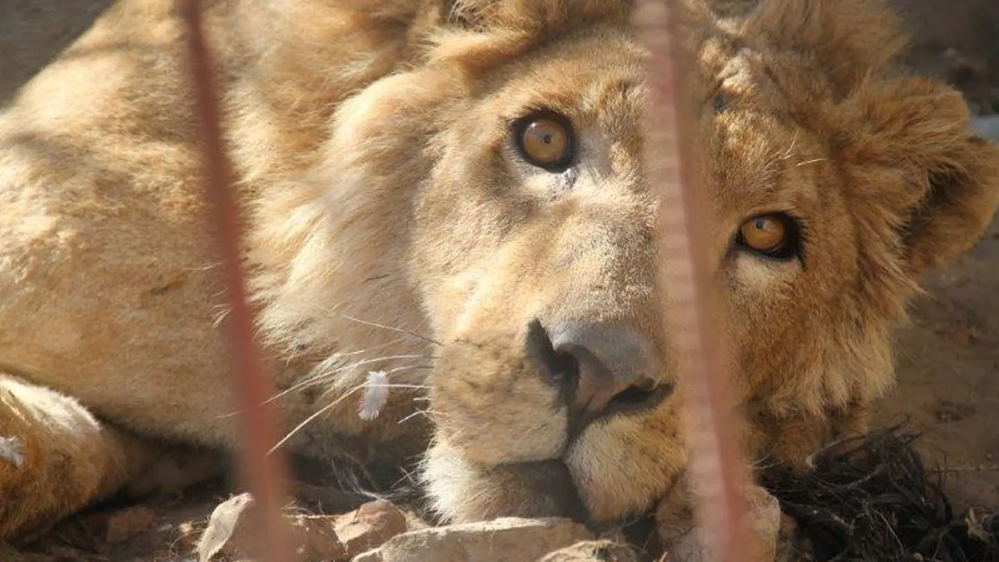 Un león en su jaula Un león en su jaula