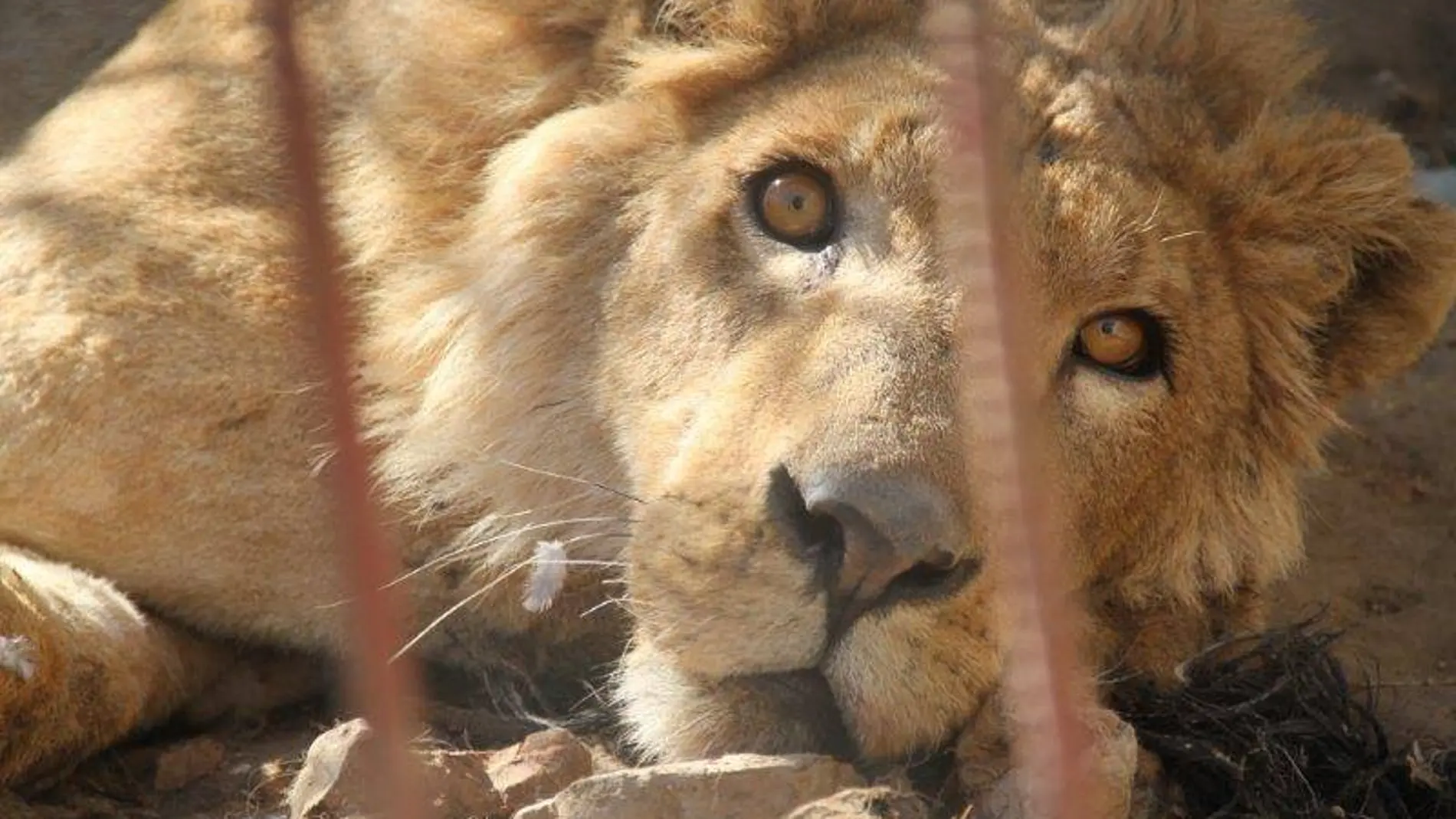 Un león en su jaula
