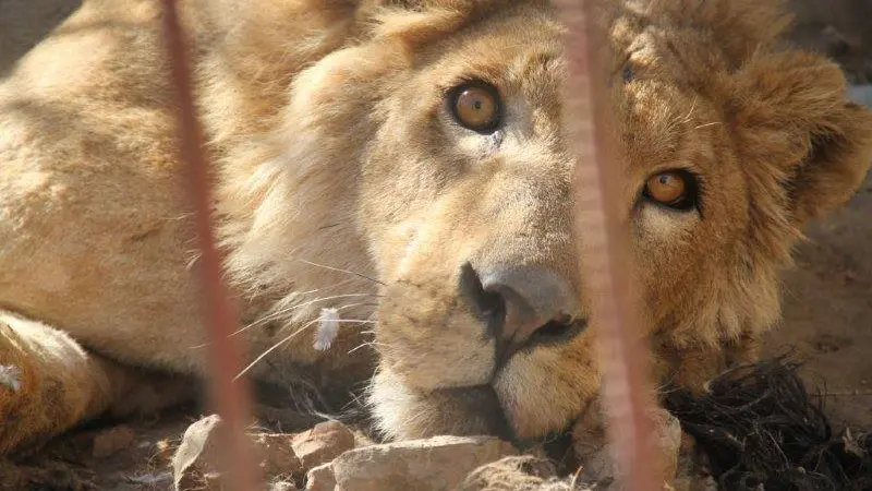 Un león en su jaula