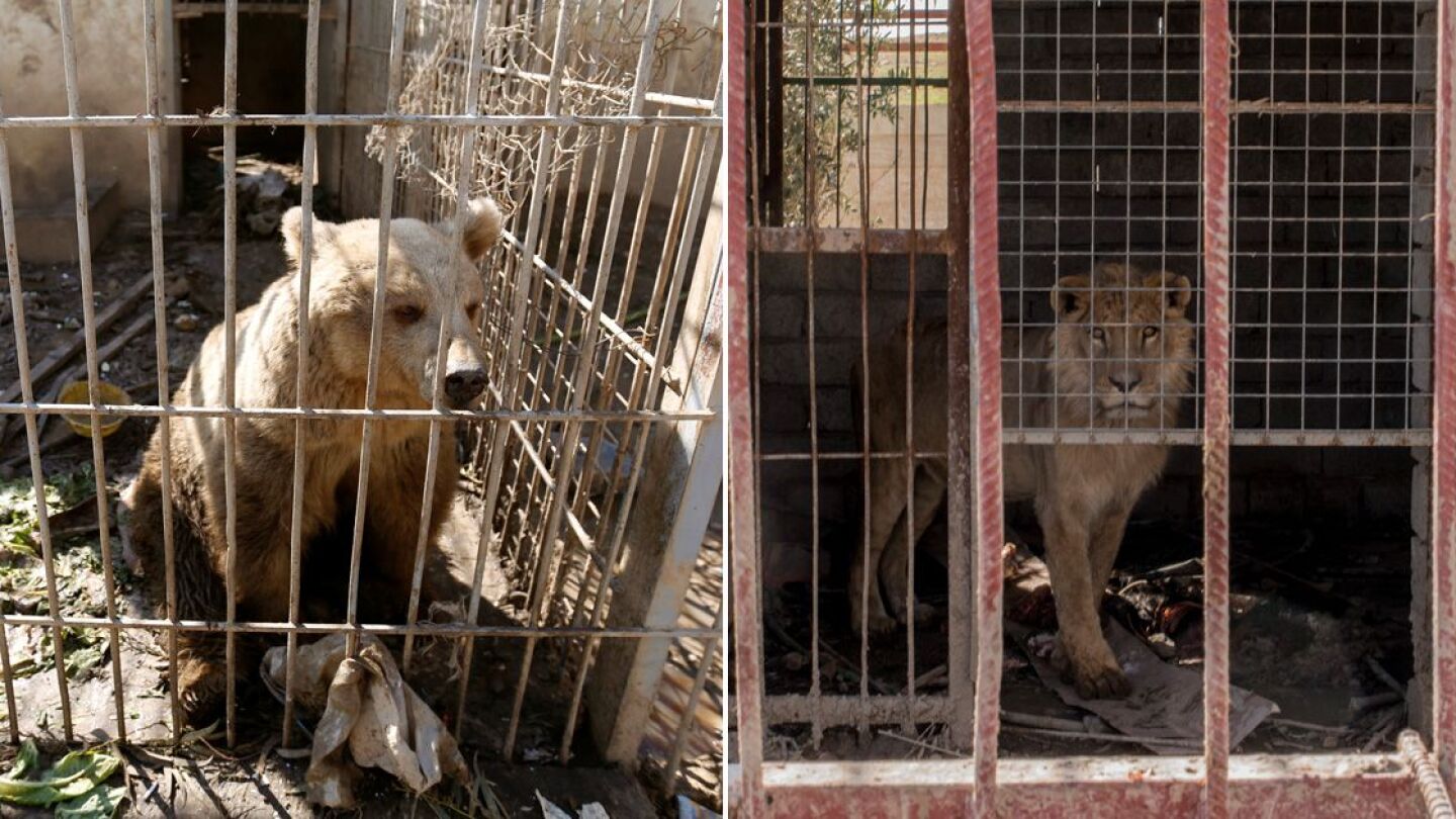 El le&oacute;n Simba y la osa Lola, &uacute;nicos supervivientes del zoo de Mosul, vuelven a rugir tras meses de abandono 