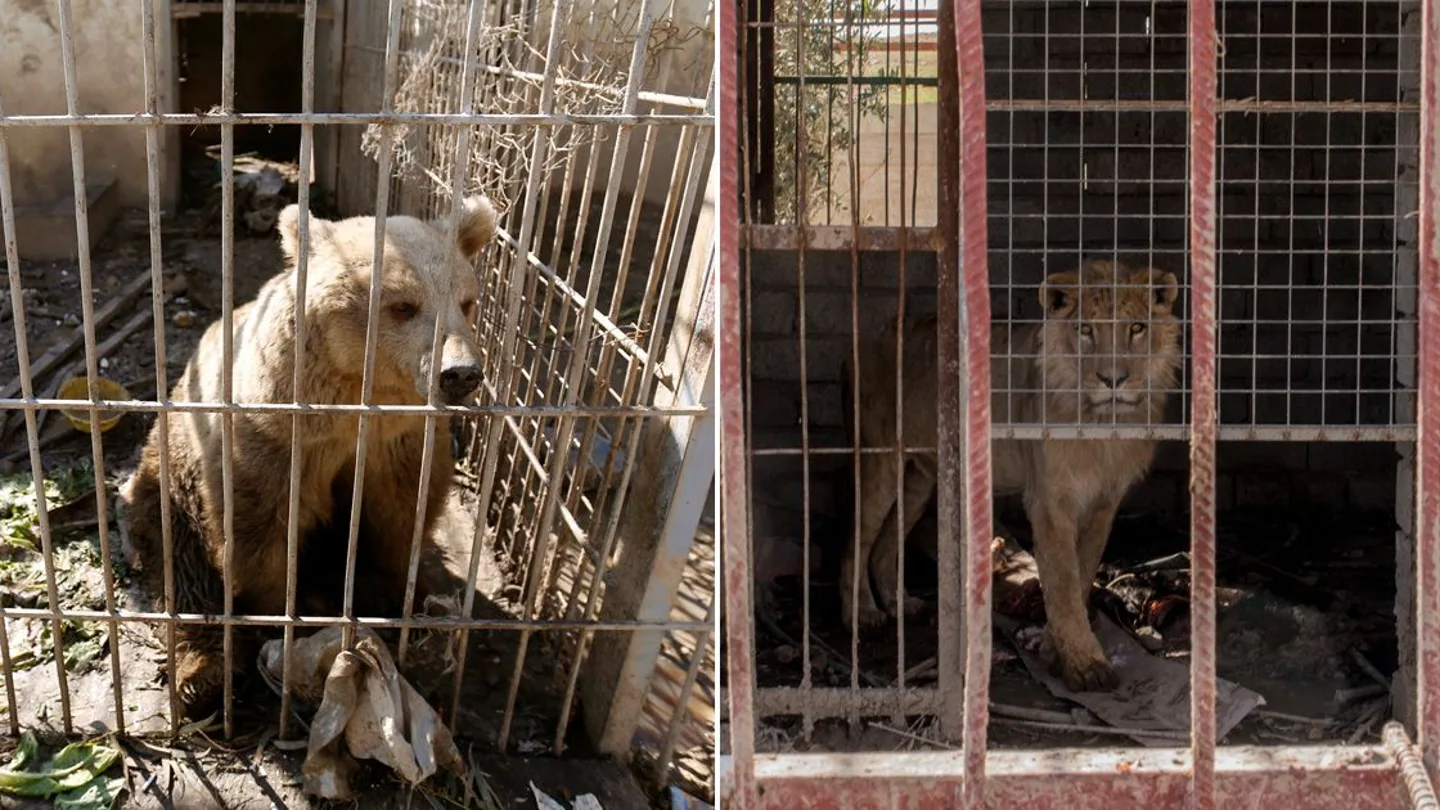 El león Simba y la osa Lola, únicos supervivientes del zoo de Mosul, vuelven a rugir tras meses de abandono El león Simba y la osa Lola, únicos supervivientes del zoo de Mosul, vuelven a rugir tras meses de abandono
