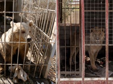 El león Simba y la osa Lola, únicos supervivientes del zoo de Mosul, vuelven a rugir tras meses de abandono El león Simba y la osa Lola, únicos supervivientes del zoo de Mosul, vuelven a rugir tras meses de abandono