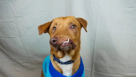 Picasso, el perro con una malformación en el hocico Picasso, el perro con una malformación en el hocico