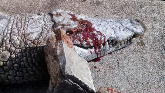 El cocodrilo apedreado, en una foto facilitada por la municipalidad de T&uacute;nez