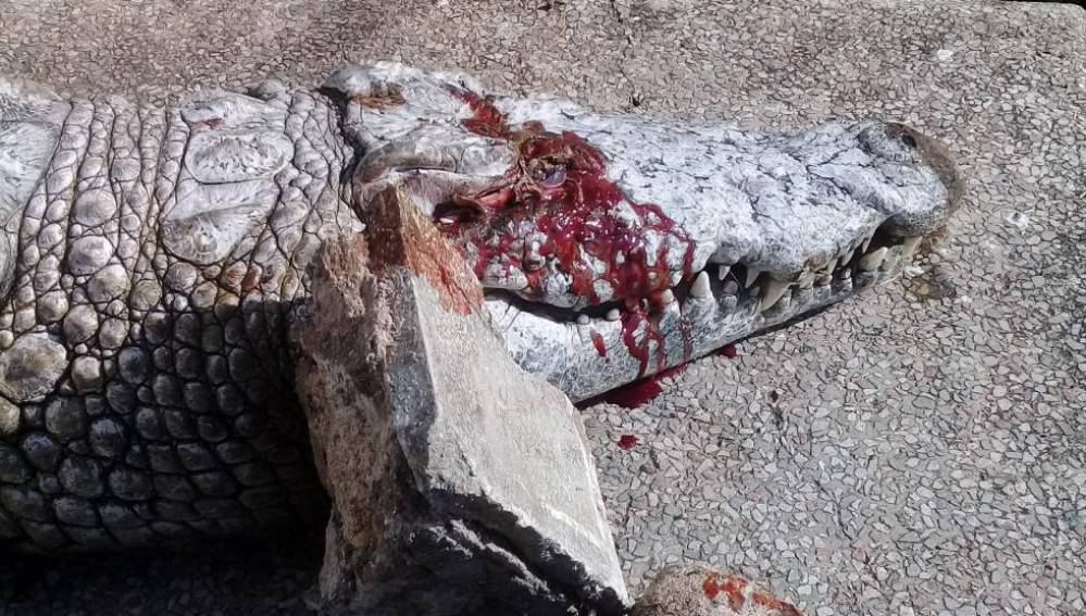 El cocodrilo apedreado, en una foto facilitada por la municipalidad de Túnez