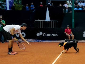 Un perro abandonado, de recogepelotas en el Abierto de Brasil de tenis Un perro abandonado, de recogepelotas en el Abierto de Brasil de tenis