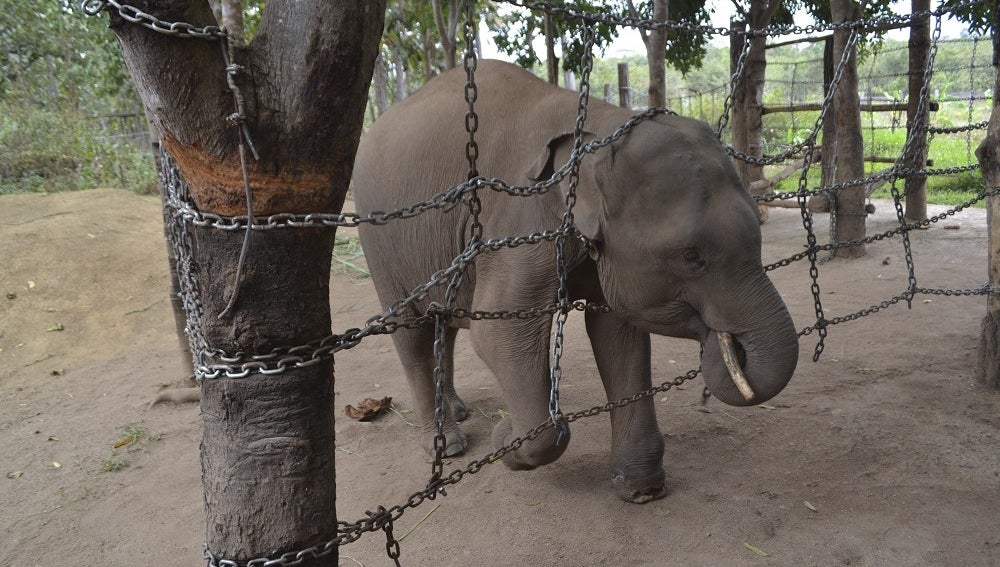 La deforestación arrincona a los últimos elefantes salvajes de Vietnam