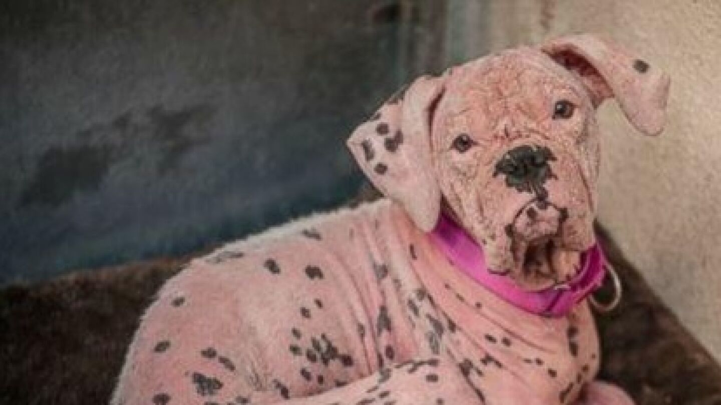 La conmovedora historia de Asia, la perra que fue abandonada por tener un color piel distinto