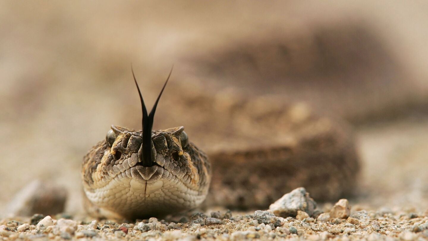 serpiente cascabel