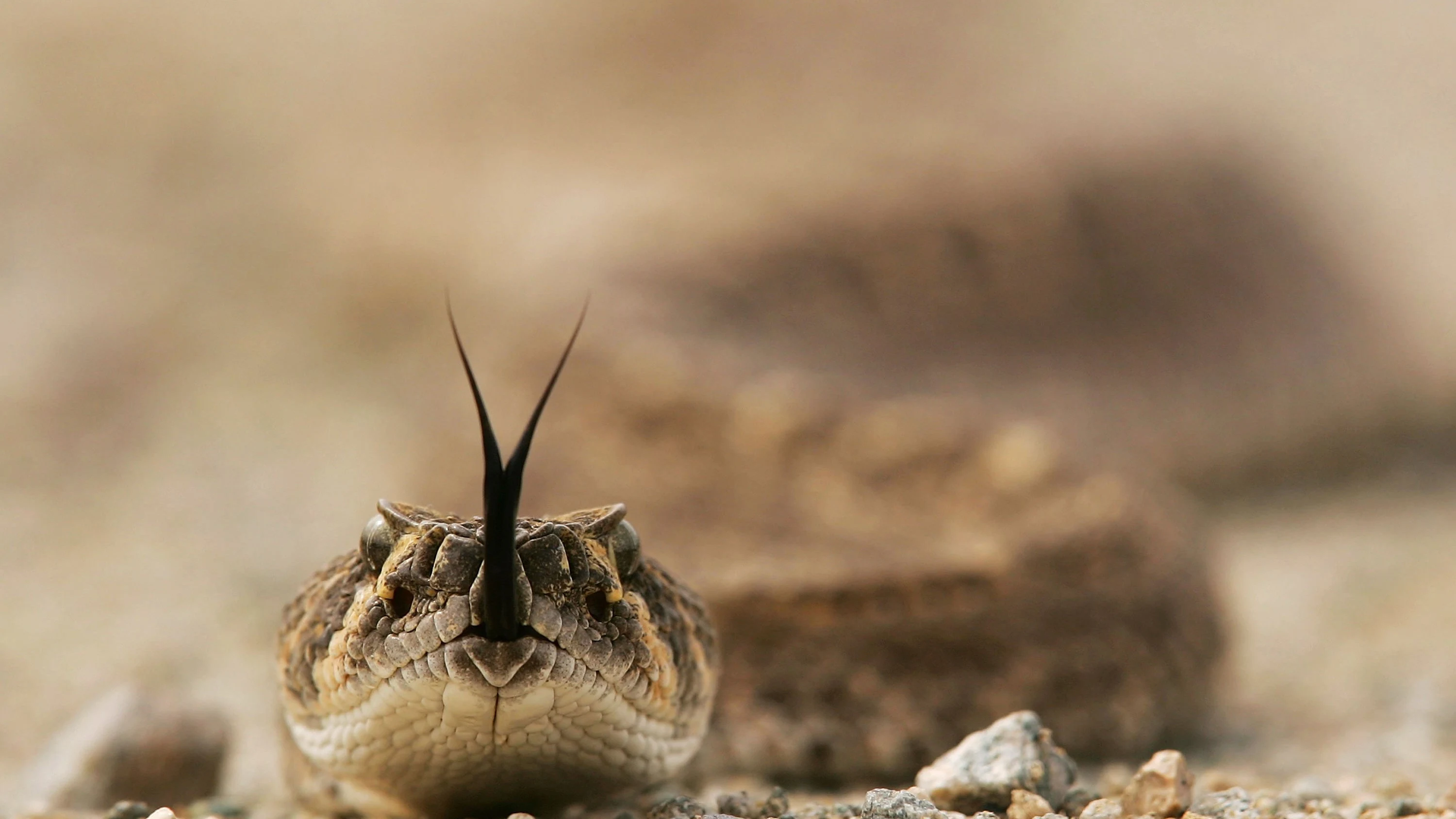 serpiente cascabel