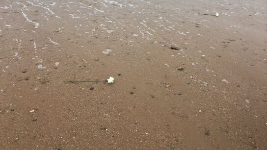 Arrojan claveles blancos al mar para recordar a las v&iacute;ctimas de la inmigraci&oacute;n en C&aacute;diz