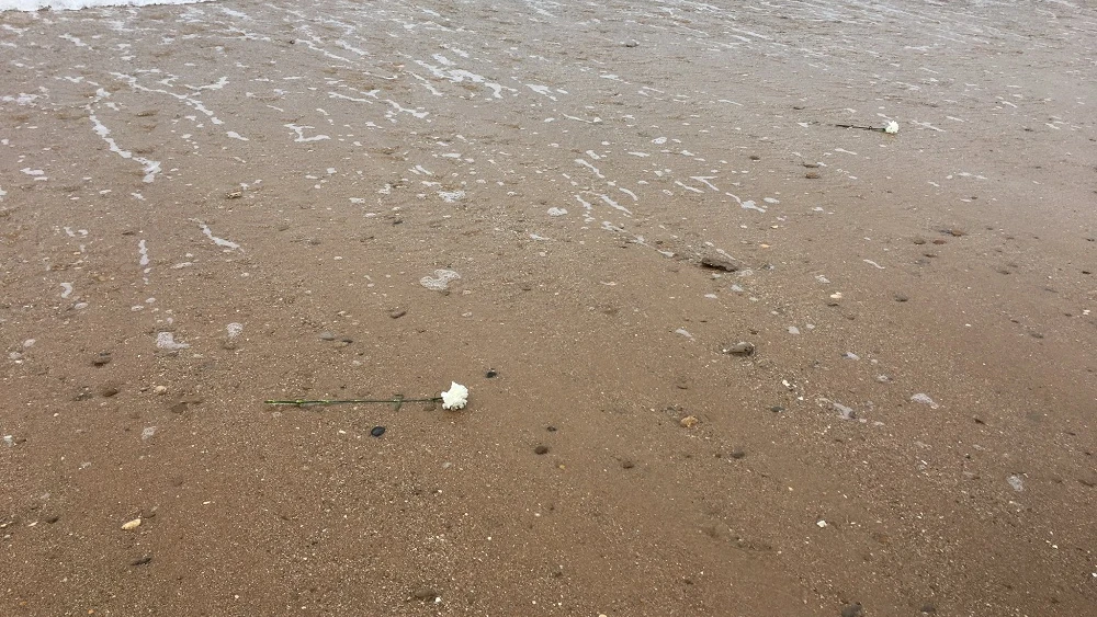 Arrojan claveles blancos al mar para recordar a las v&iacute;ctimas de la inmigraci&oacute;n en C&aacute;diz