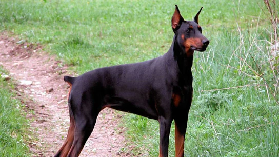 Un perro al que le han cortado el rabo por cuestiones estéticas Un perro al que le han cortado el rabo por cuestiones estéticas