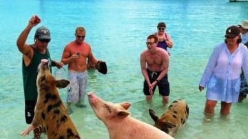 Turistas alimentando a varios cerdos nadadores
