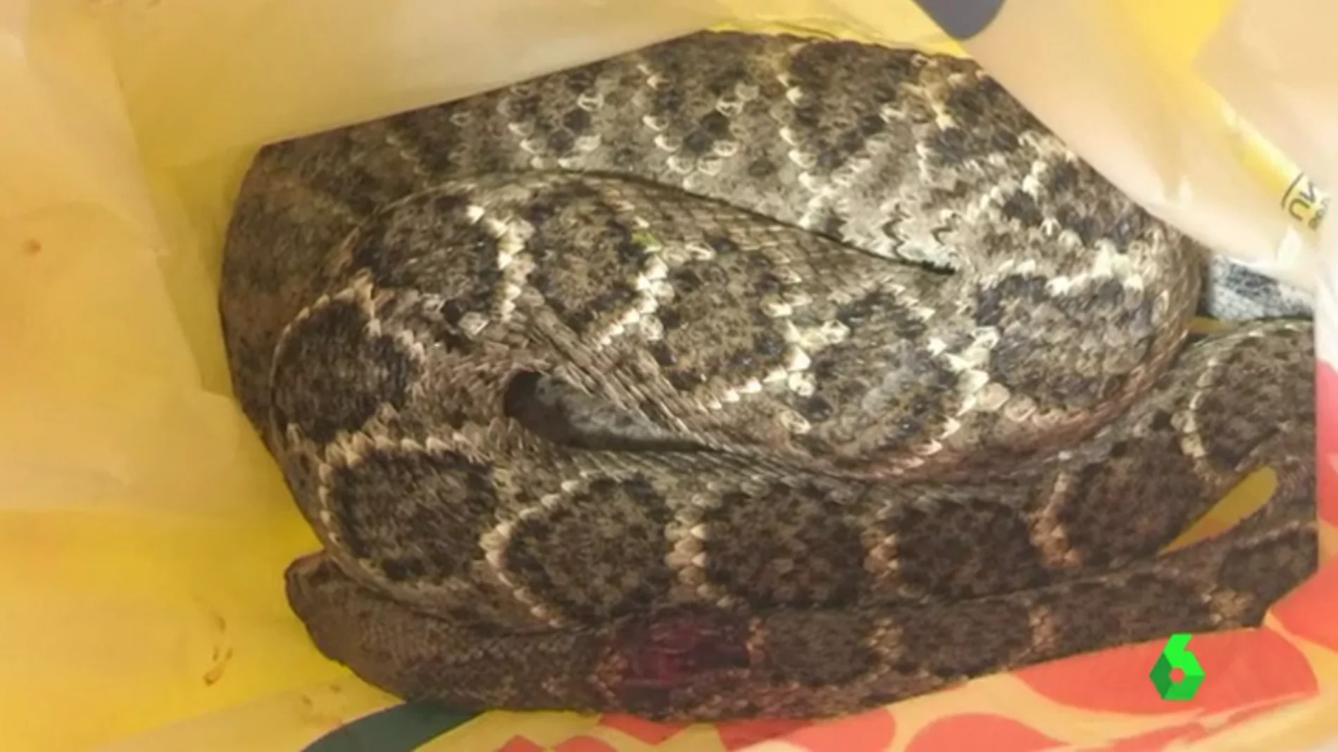 Frame 0.493624 de: La Policía cree que el joven mordido por una serpiente de cascabel era el dueño del animal