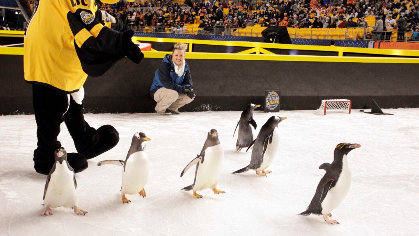 Los ping&uuml;inos, en el hielo antes del partido