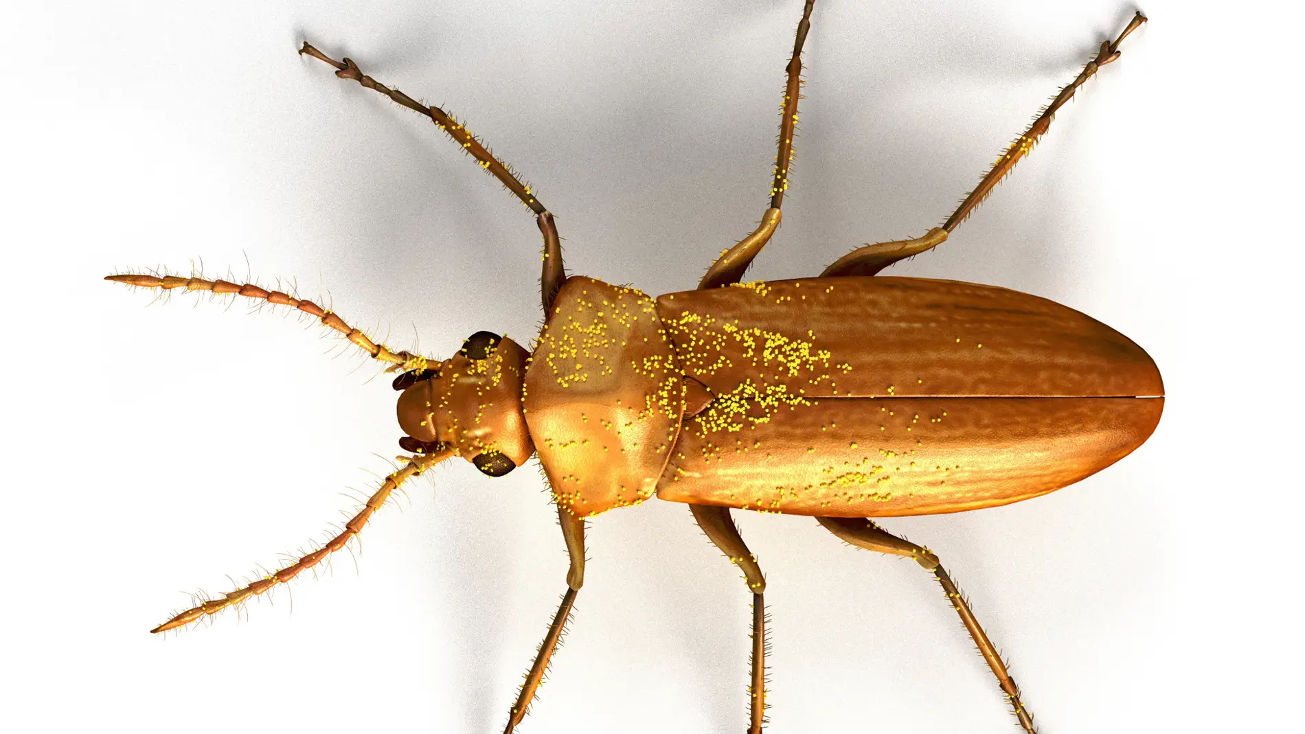 Darwinylus marcosi, un escarabajo que vivió hace 105 millones de años, seguía polinizando gimnospermas (plantas sin flor), cuando en los ecosistemas terrestres ya empezaban a abundar las angiospermas (plantas con flor). Imagen: José Antonio Peñas