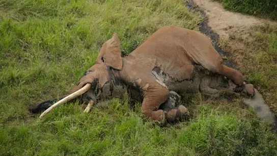 Así hallaron el cuerpo de Satao 2 Así hallaron el cuerpo de Satao 2