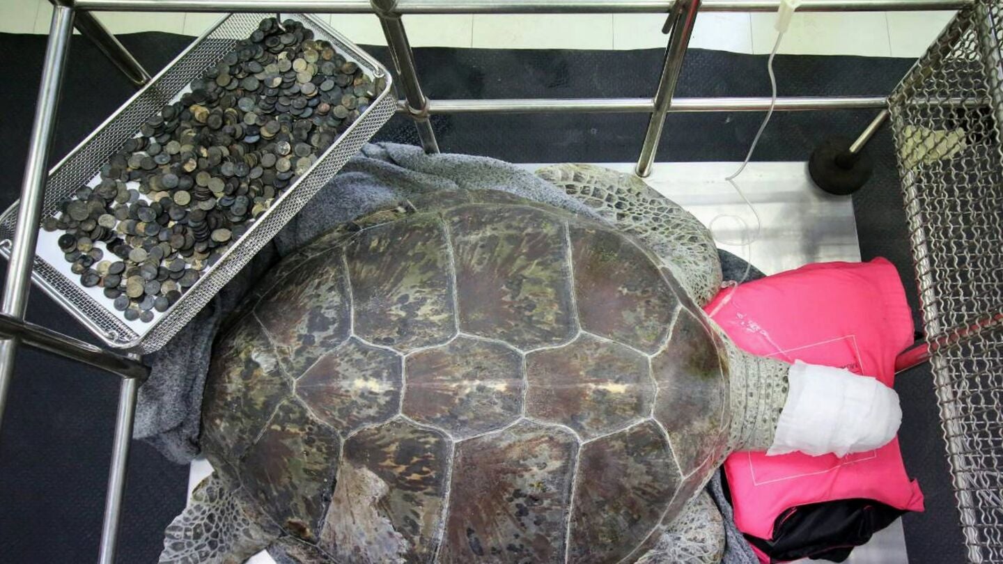 La tortuga Om Sin descansa tras la operaci&oacute;n junto a las monedas