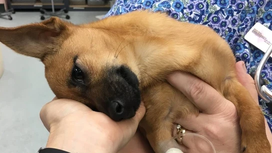 Lucky, el perro encontrado en un coche con sobredosis Lucky, el perro encontrado en un coche con sobredosis