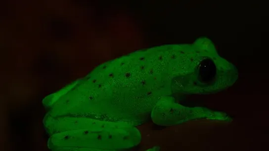 Descubren en Argentina el primer anfibio fluorescente conocido en la Tierra Descubren en Argentina el primer anfibio fluorescente conocido en la Tierra
