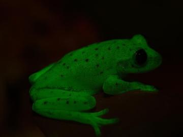 Descubren en Argentina el primer anfibio fluorescente conocido en la Tierra Descubren en Argentina el primer anfibio fluorescente conocido en la Tierra
