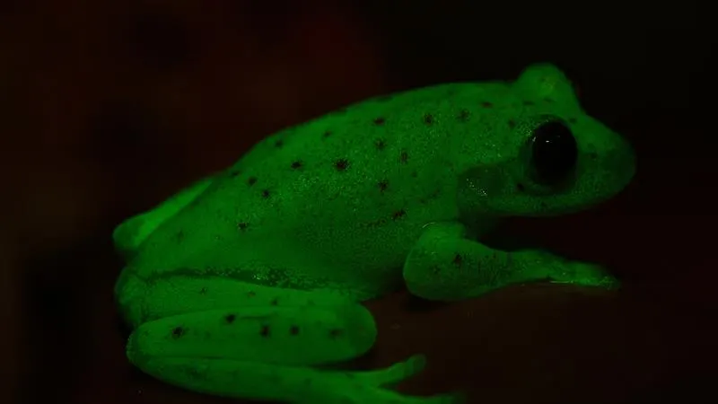 Descubren en Argentina el primer anfibio fluorescente conocido en la Tierra