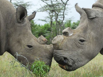 Pareja de rinocerontes blancos, en peligro de extinción Pareja de rinocerontes blancos, en peligro de extinción