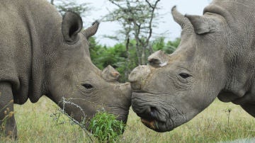 Pareja de rinocerontes blancos, en peligro de extinción