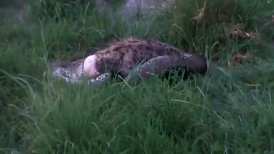 Una pitón africana de cuatro metros se traga un hiena de 70 kilos  Una pitón africana de cuatro metros se traga un hiena de 70 kilos