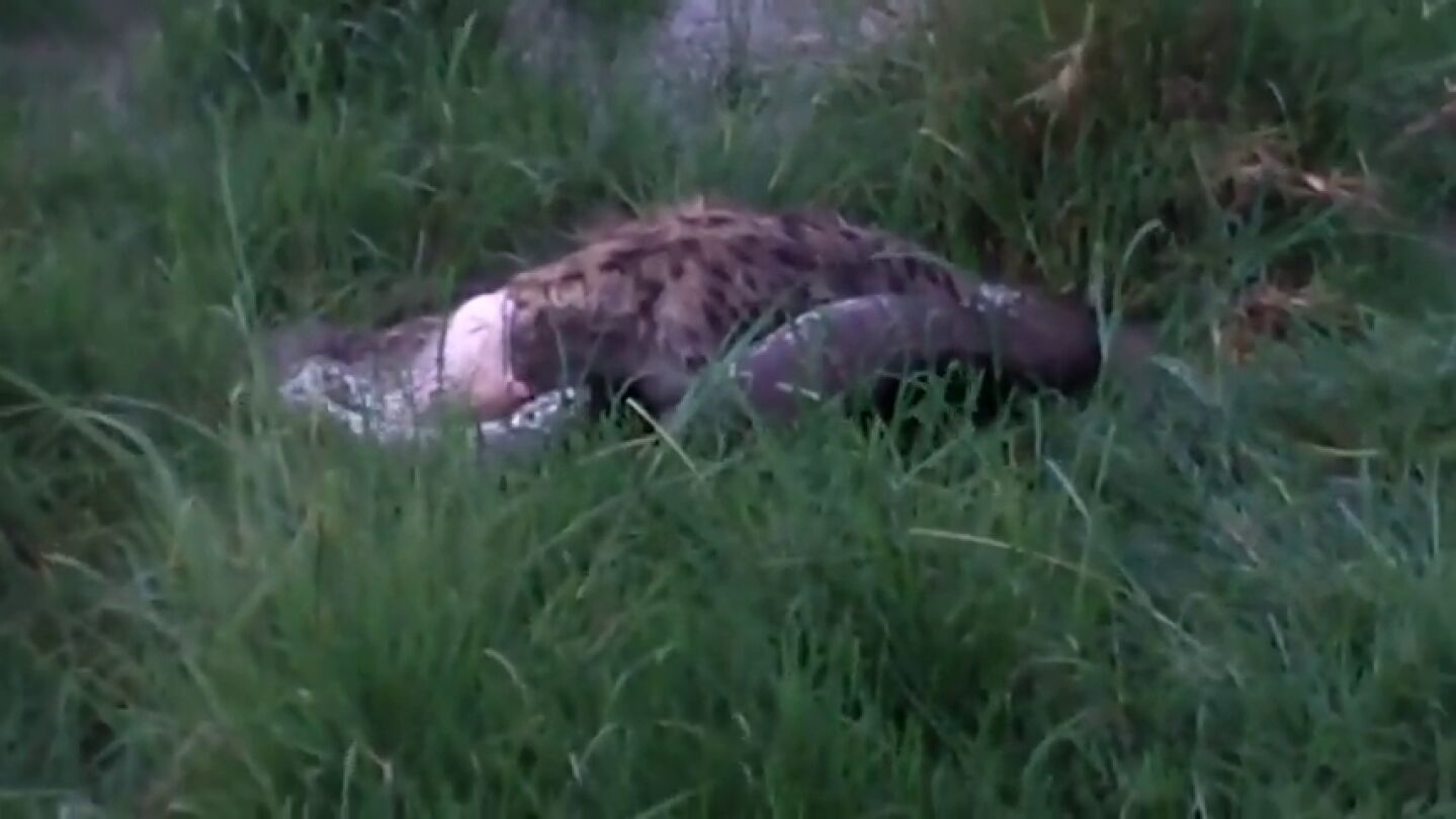 Una pit&oacute;n africana de cuatro metros se traga un hiena de 70 kilos 