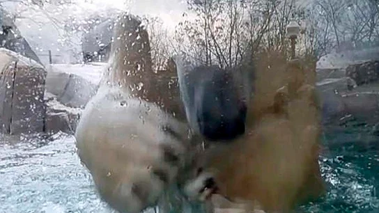 Un oso polar se da cabezazos contra su jaula de cristal del zoo Un oso polar se da cabezazos contra su jaula de cristal del zoo