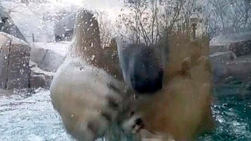 Un oso polar se da cabezazos contra su jaula de cristal del zoo