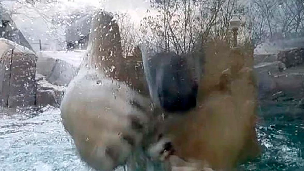 Un oso polar se da cabezazos contra su jaula de cristal del zoo