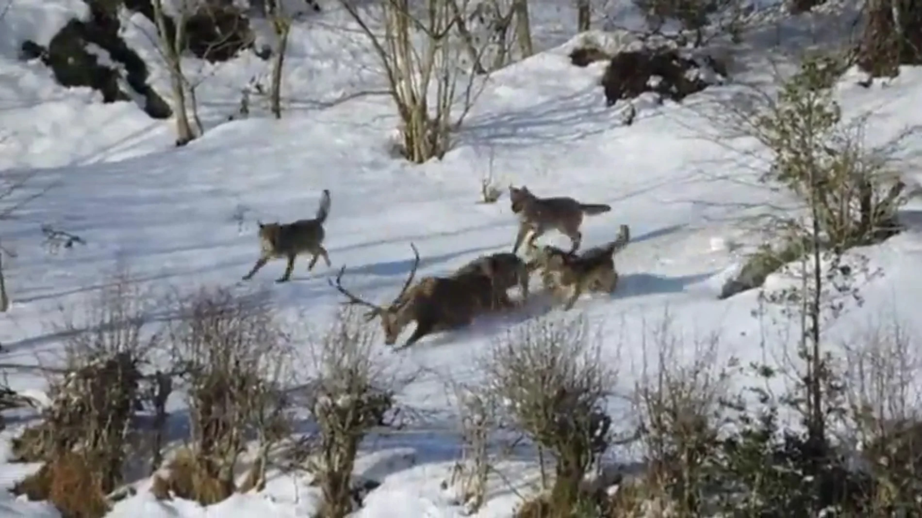 Frame 15.535688 de: Filman por primera vez a una manada de lobos ibéricos cazando