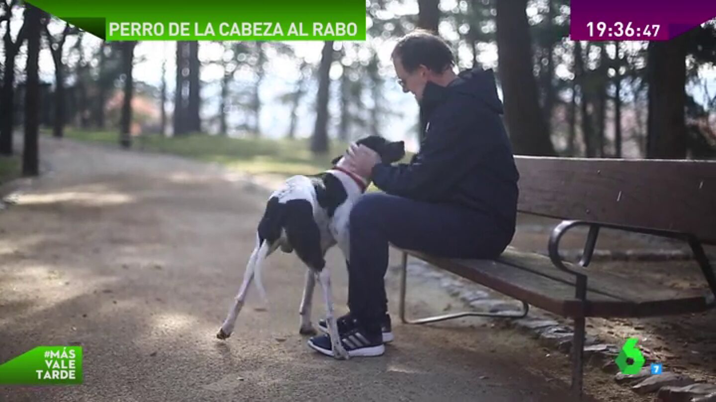 Frame 38.465676 de: motivo perros mvt