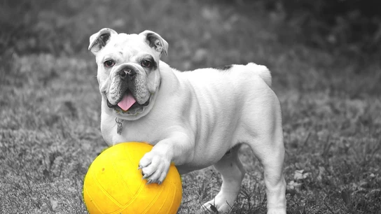 Los carlinos y los bulldog francés viven enfermos debido a que se crían con manipulación genética Los carlinos y los bulldog francés viven enfermos debido a que se crían con manipulación genética