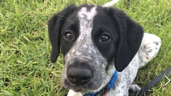 Grizz, el perro detector de explosivos, abatido en el aeropuerto de Auckland