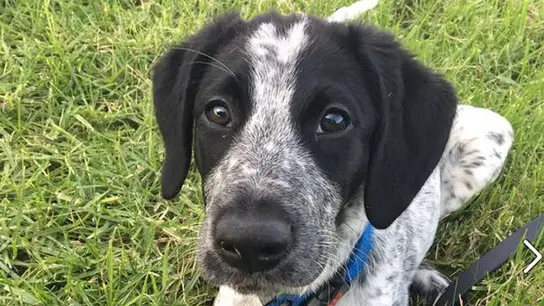 Grizz, el perro detector de explosivos, abatido en el aeropuerto de Auckland Grizz, el perro detector de explosivos, abatido en el aeropuerto de Auckland