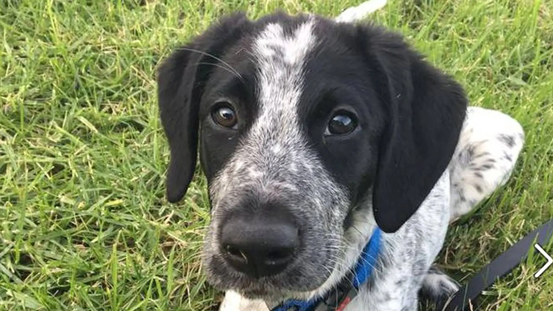 Grizz, el perro detector de explosivos, abatido en el aeropuerto de Auckland
