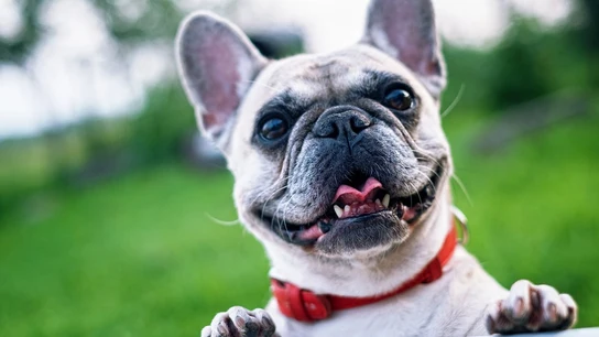 Los carlinos y los bulldog francés viven enfermos debido a que se crían con manipulación genética Los carlinos y los bulldog francés viven enfermos debido a que se crían con manipulación genética