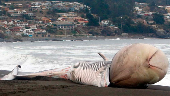 Gran expectación por la ballena varada encontrada al sur de Chile Gran expectación por la ballena varada encontrada al sur de Chile