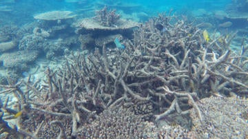 Blanqueamiento de la Gran Barrera del Coral australiana