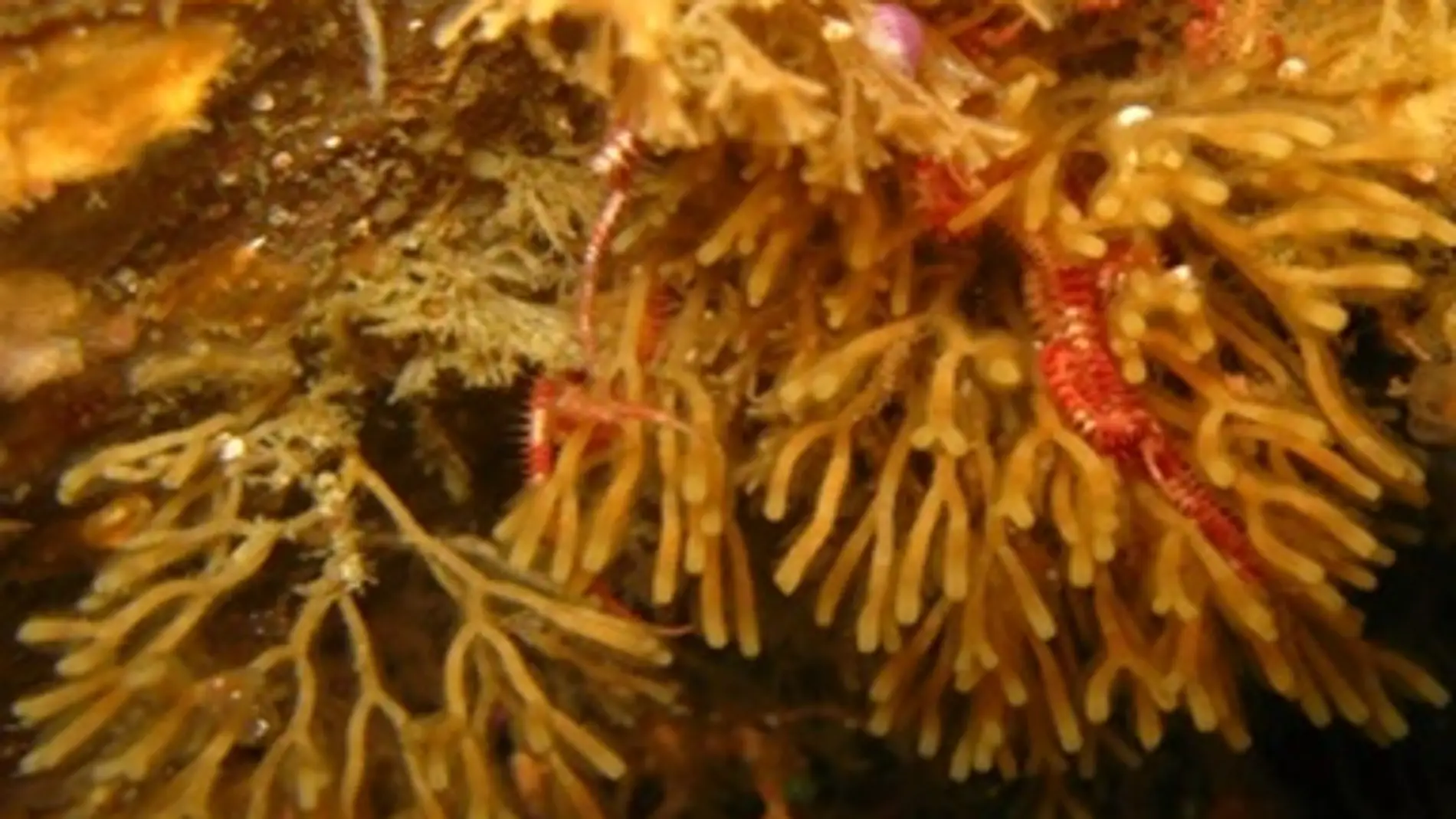 El frente polar no es una barrera biogeográfica tan impenetrable como se pensaba hasta ahora en el caso de los briozoos. Imagen: Cellaria malvinensis, Blanca Figuerola (UB-IRBio)