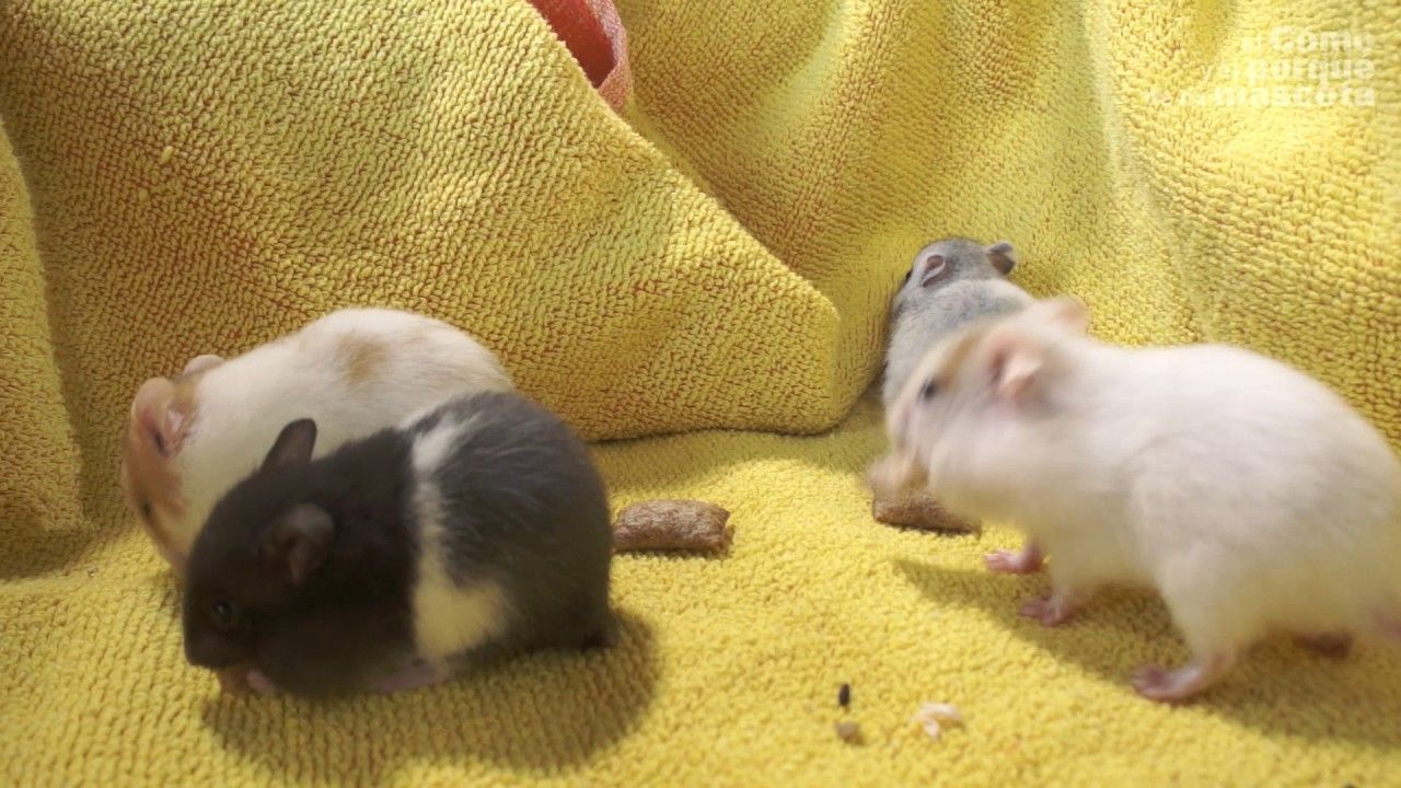 Los Animales Que Se Comen A Sus Propias Crias No Realizan Actos Inhumanos Ni Autodestructivos