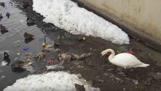 Un cisne retira los desehechos que flotan en el agua para que sus hijos y &eacute;l puedan nadar sin contaminaci&oacute;n