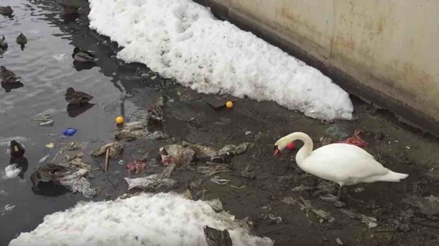 Un cisne retira los desehechos que flotan en el agua para que sus hijos y &eacute;l puedan nadar sin contaminaci&oacute;n