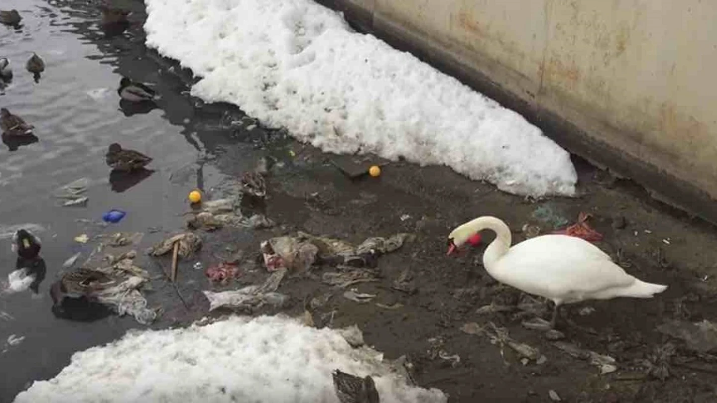 Un cisne retira los desehechos que flotan en el agua para que sus hijos y él puedan nadar sin contaminación Un cisne retira los desehechos que flotan en el agua para que sus hijos y él puedan nadar sin contaminación