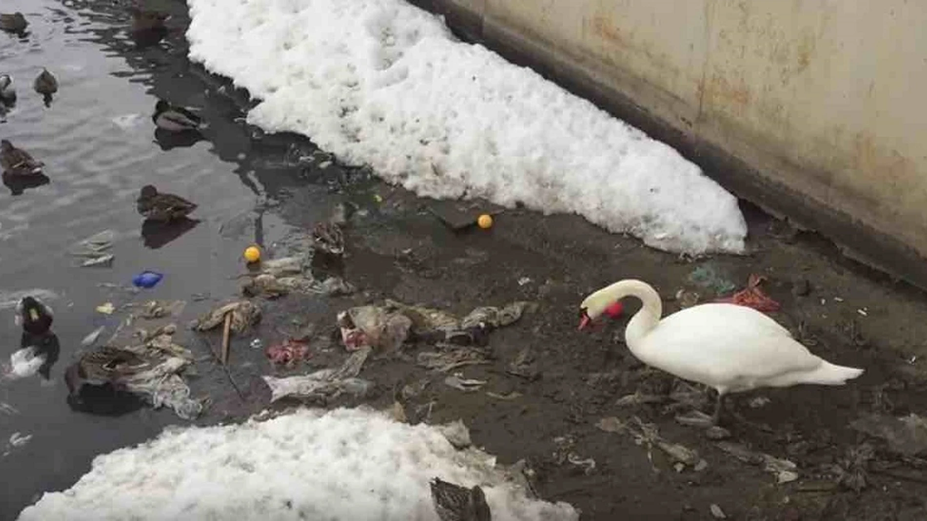 Un cisne retira los desehechos que flotan en el agua para que sus hijos y él puedan nadar sin contaminación