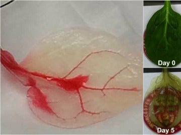 Imágenes de la evolución de la investigacion Imágenes de la evolución de la investigacion